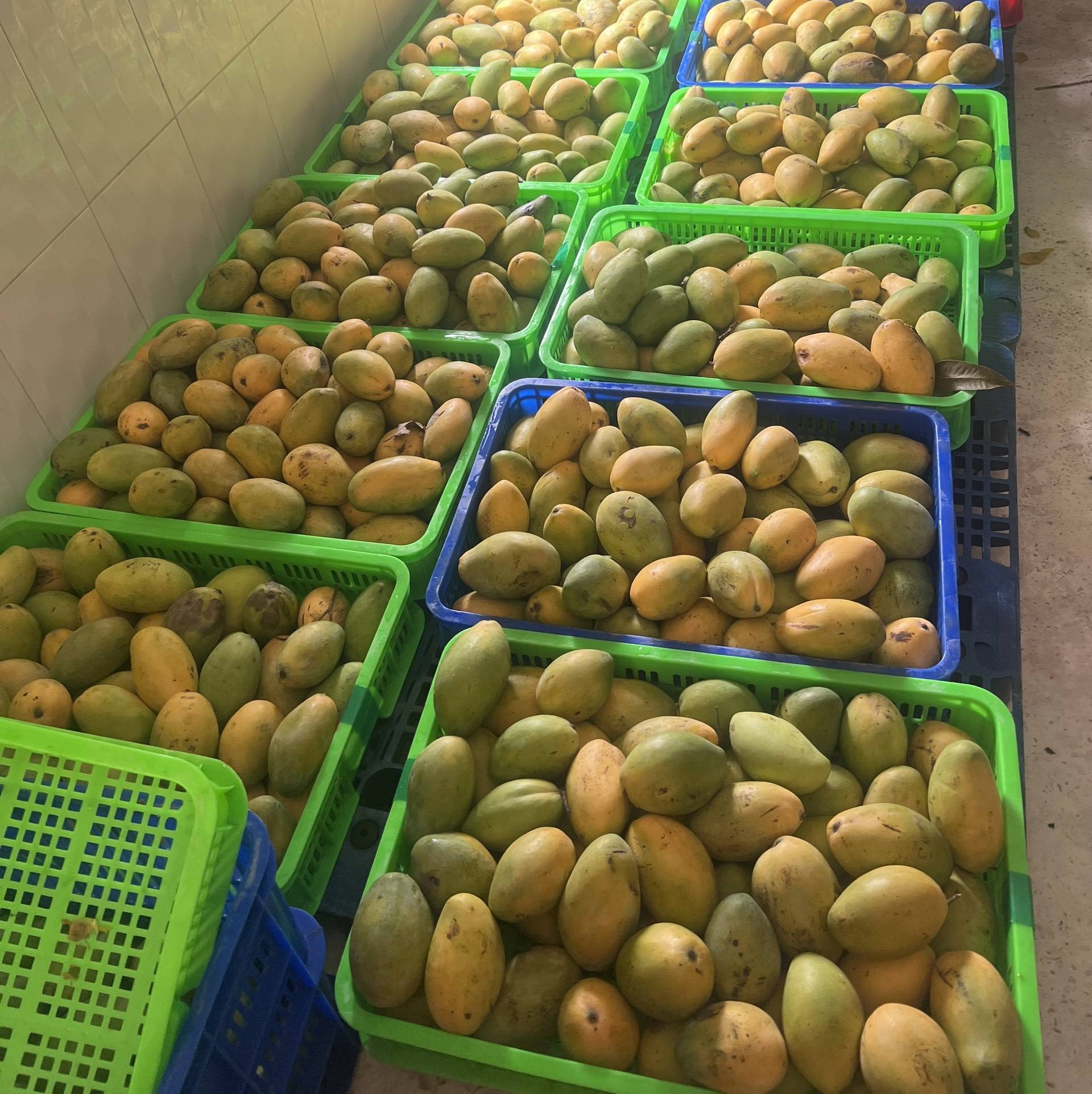 IQF FROZEN MANGO – VIETNAM | NATURALLY SWEET YELLOW FRUIT WITH CUSTOM WHOLESALE PACKING