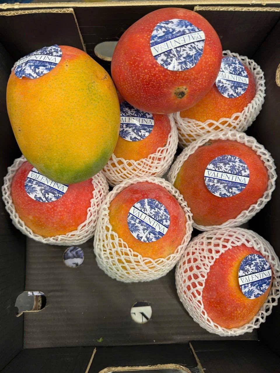 FRESH KENT MANGO – VIETNAM | PREMIUM TROPICAL FRUIT FOR WHOLESALE & EXPORT 4