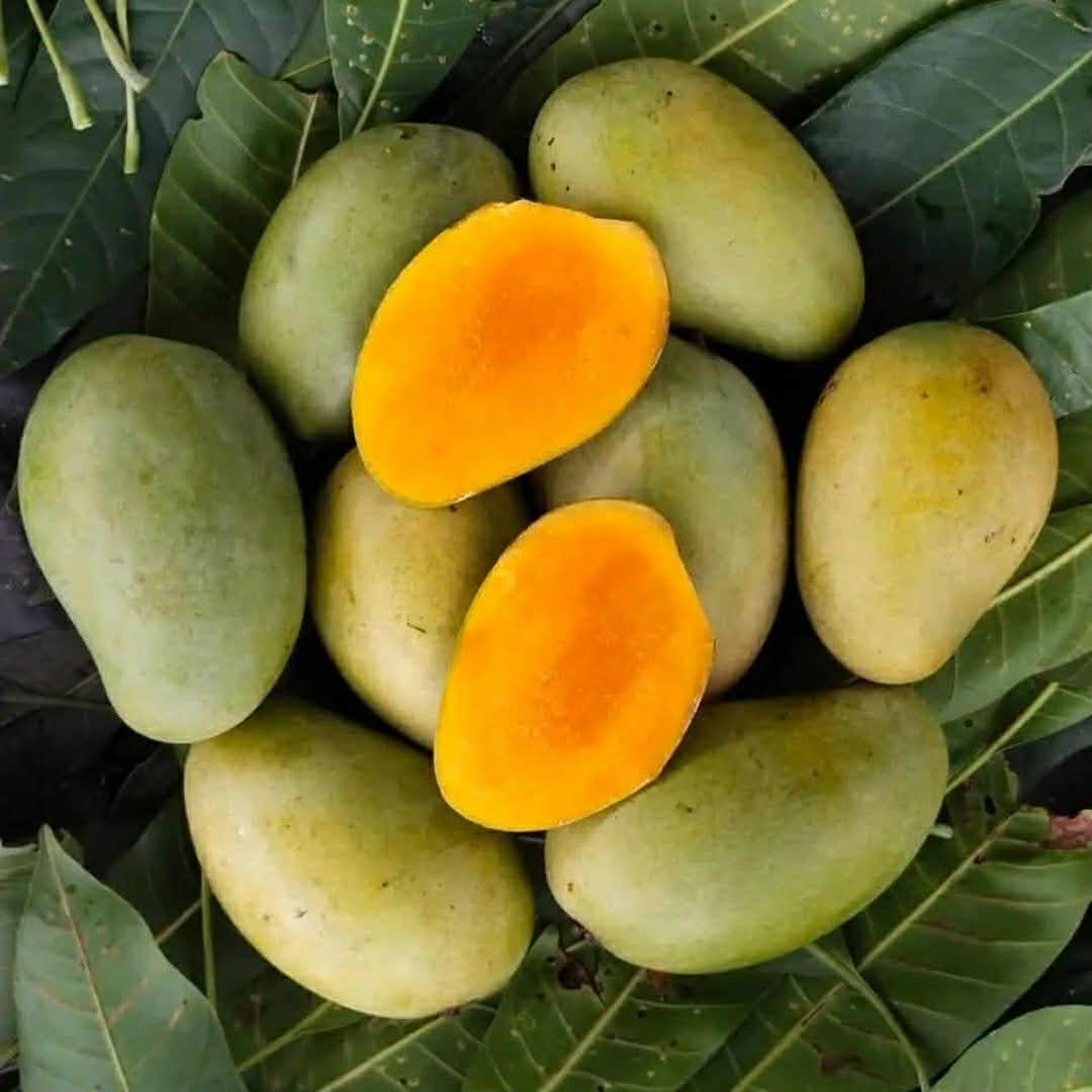 PREMIUM FRESH ORGANIC MANGO – VIETNAM | NATURALLY RIPENED TROPICAL FRUIT FOR EXPORT