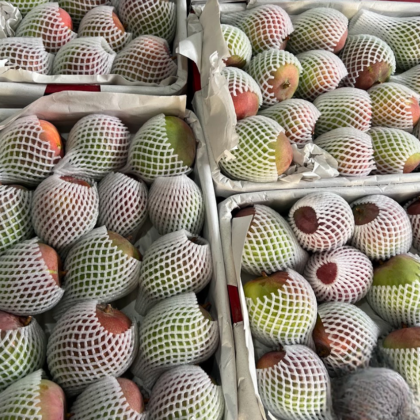 FRESH R2E2 MANGO – VIETNAM | LARGE SWEET TROPICAL FRUIT FOR WHOLESALE & EXPORT