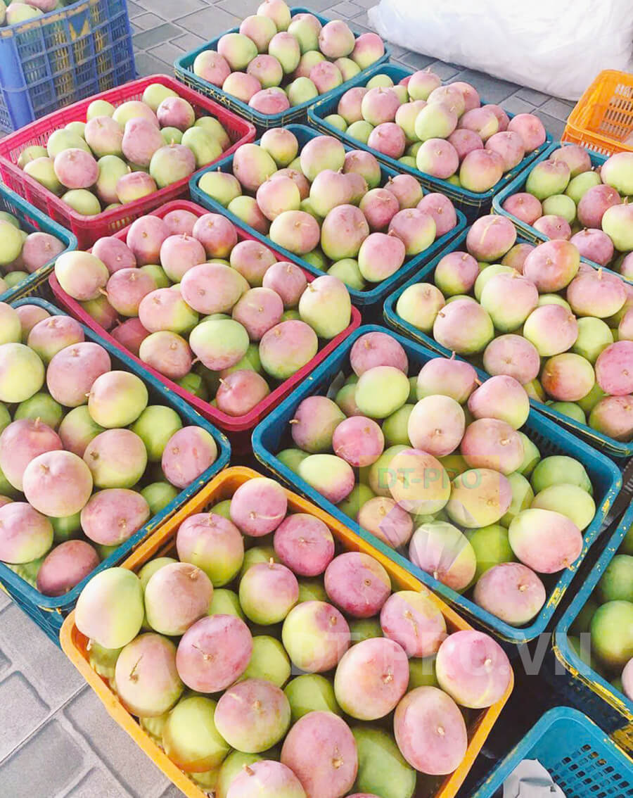 FRESH R2E2 MANGO – VIETNAM | LARGE SWEET TROPICAL FRUIT FOR WHOLESALE & EXPORT 2