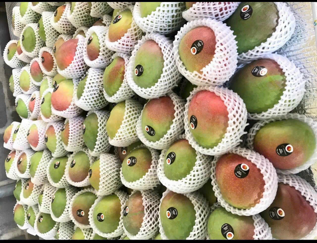 FRESH R2E2 MANGO – VIETNAM | LARGE SWEET TROPICAL FRUIT FOR WHOLESALE & EXPORT 3