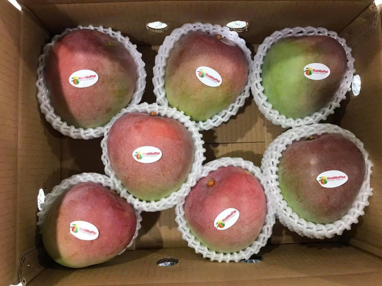 FRESH R2E2 MANGO – VIETNAM | LARGE SWEET TROPICAL FRUIT FOR WHOLESALE & EXPORT 4