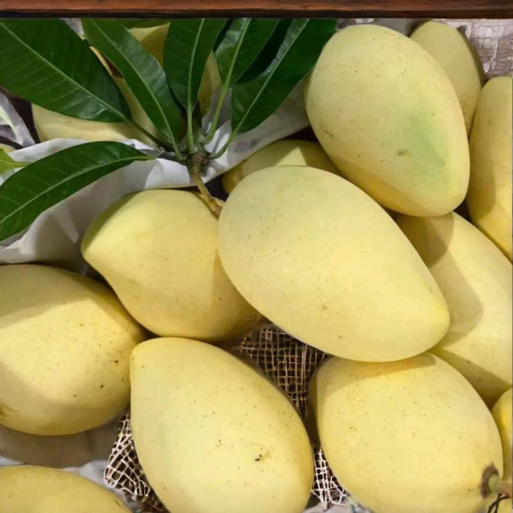FRESH DONG THAP MANGO – VIETNAM | GREEN/YELLOW FRUIT, 2–3 PCS/KG FOR WHOLESALE & EXPORT