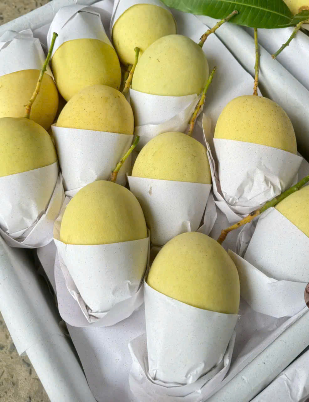 FRESH DONG THAP MANGO – VIETNAM | GREEN/YELLOW FRUIT, 2–3 PCS/KG FOR WHOLESALE & EXPORT 2