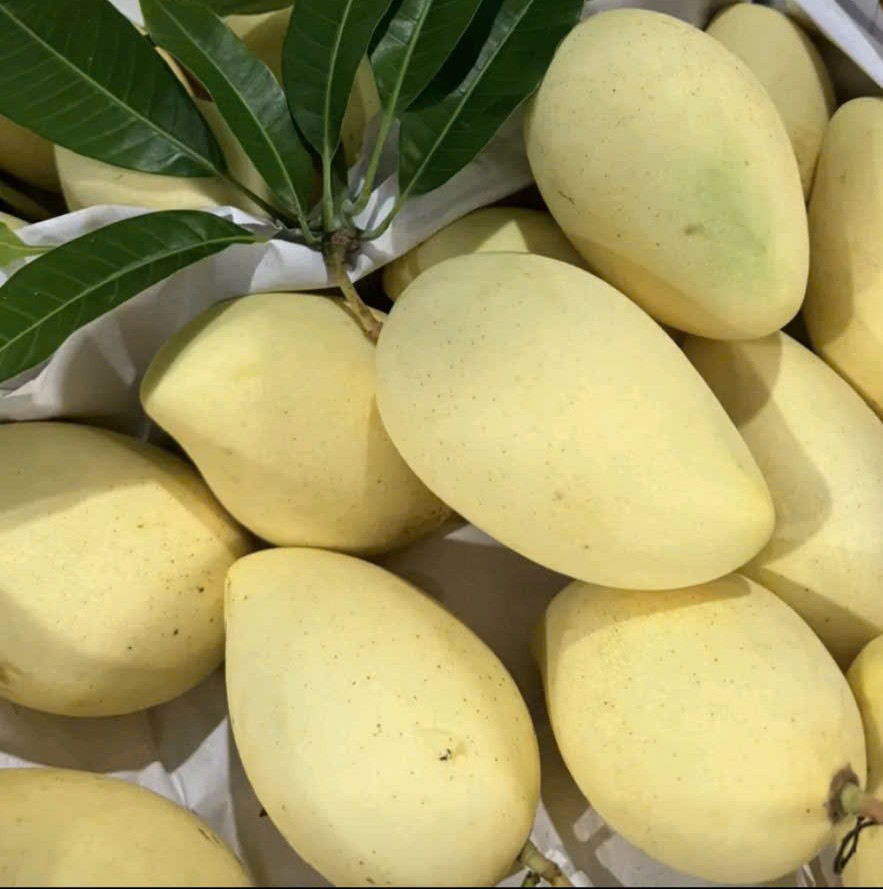 FRESH DONG THAP MANGO – VIETNAM | GREEN/YELLOW FRUIT, 2–3 PCS/KG FOR WHOLESALE & EXPORT 4