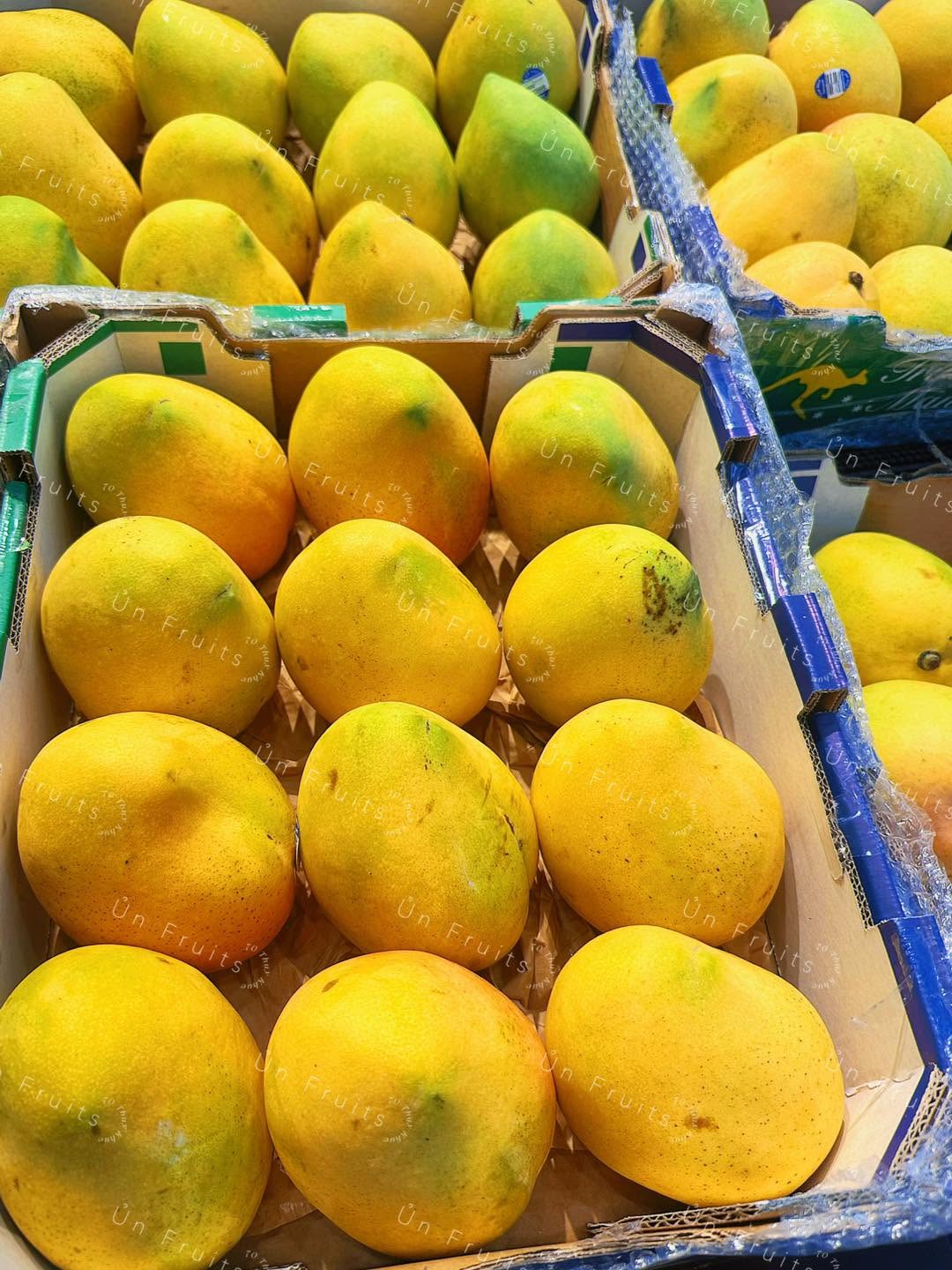 FRESH KENSINGTON PRIDE MANGO – VIETNAM | AROMATIC TROPICAL FRUIT FOR WHOLESALE & EXPORT 4