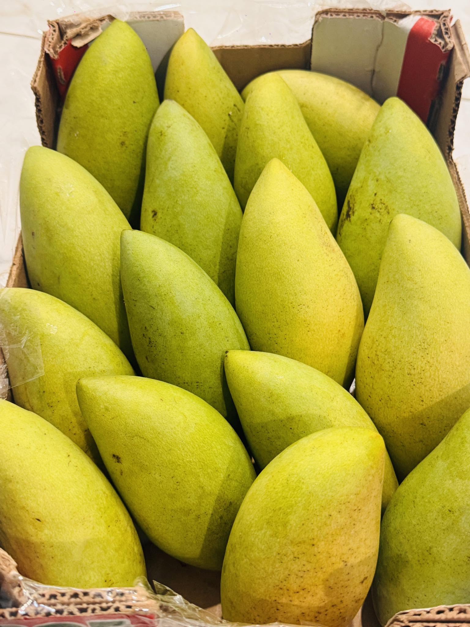 NAM DOK MAI MANGO – VIETNAM | SWEET & AROMATIC FRESH MANGO FOR EXPORT 2
