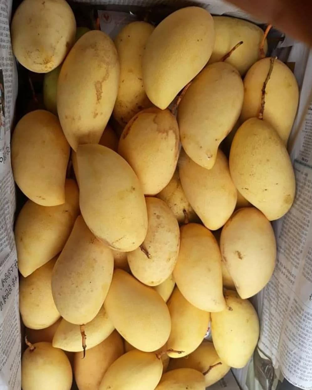NAM DOK MAI MANGO – VIETNAM | SWEET & AROMATIC FRESH MANGO FOR EXPORT 3