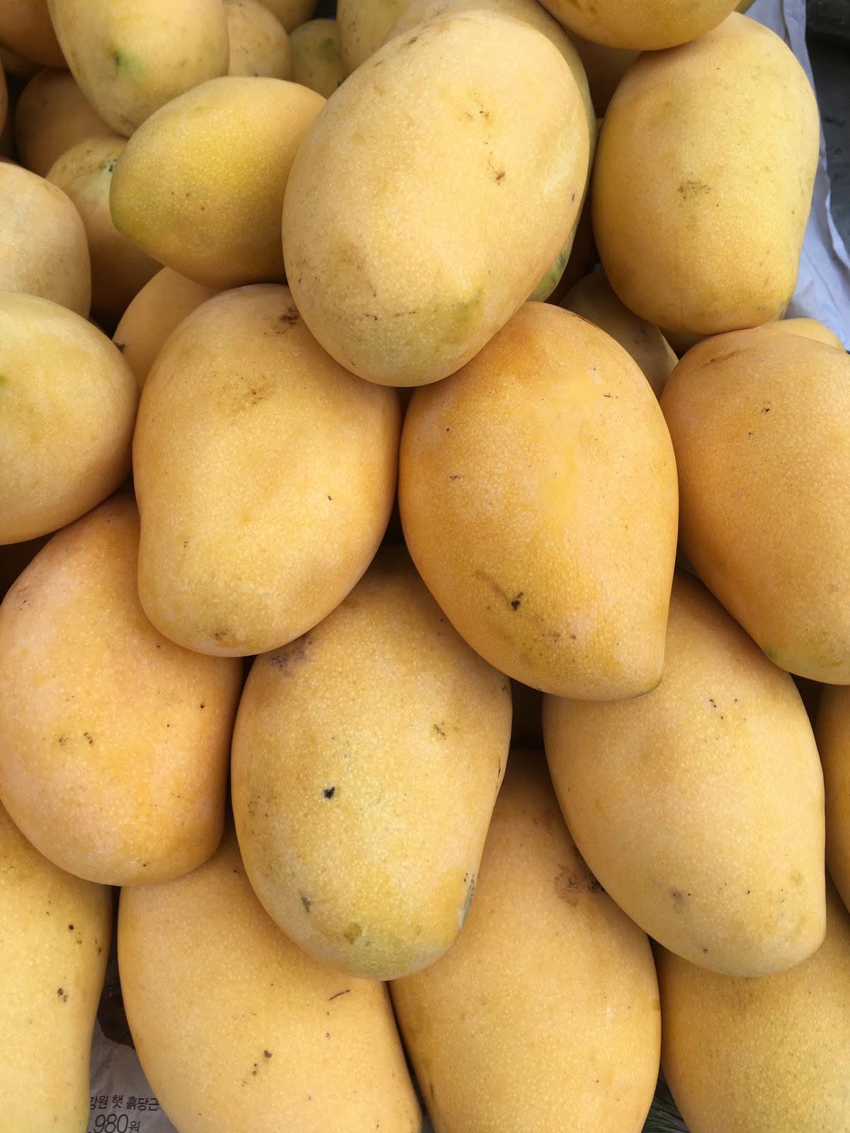 NAM DOK MAI MANGO – VIETNAM | SWEET & AROMATIC FRESH MANGO FOR EXPORT 4