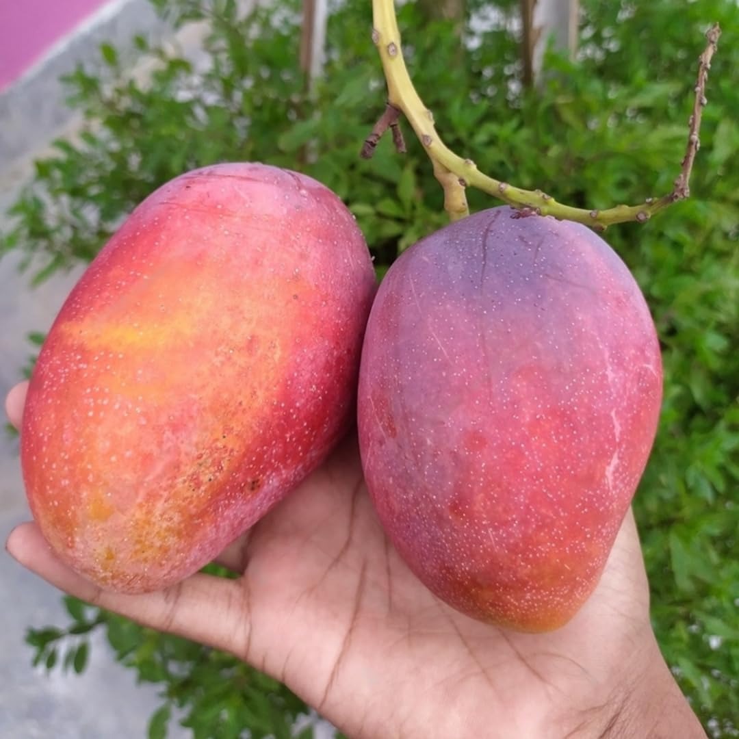 FRESH IRWIN MANGO – VIETNAM | DISTINCTIVE RED-BLUSH TROPICAL FRUIT FOR EXPORT