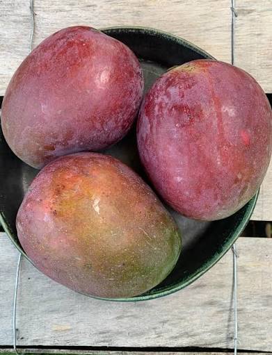 FRESH IRWIN MANGO – VIETNAM | DISTINCTIVE RED-BLUSH TROPICAL FRUIT FOR EXPORT 3