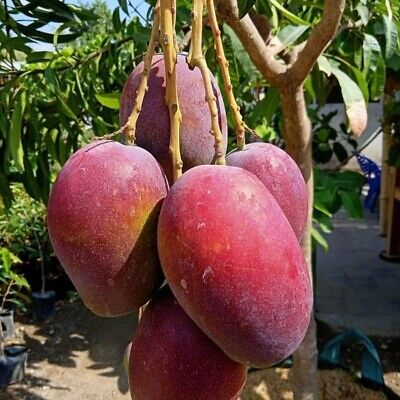 FRESH IRWIN MANGO – VIETNAM | DISTINCTIVE RED-BLUSH TROPICAL FRUIT FOR EXPORT 4