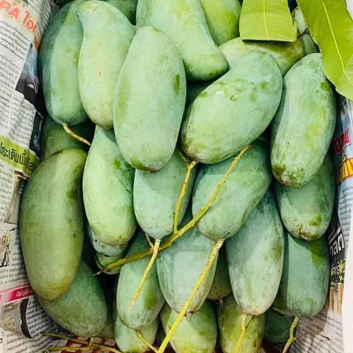 FRESH GREEN MANGO – VIETNAM | WHOLESALE & COMPETITIVE EXPORT SUPPLY
