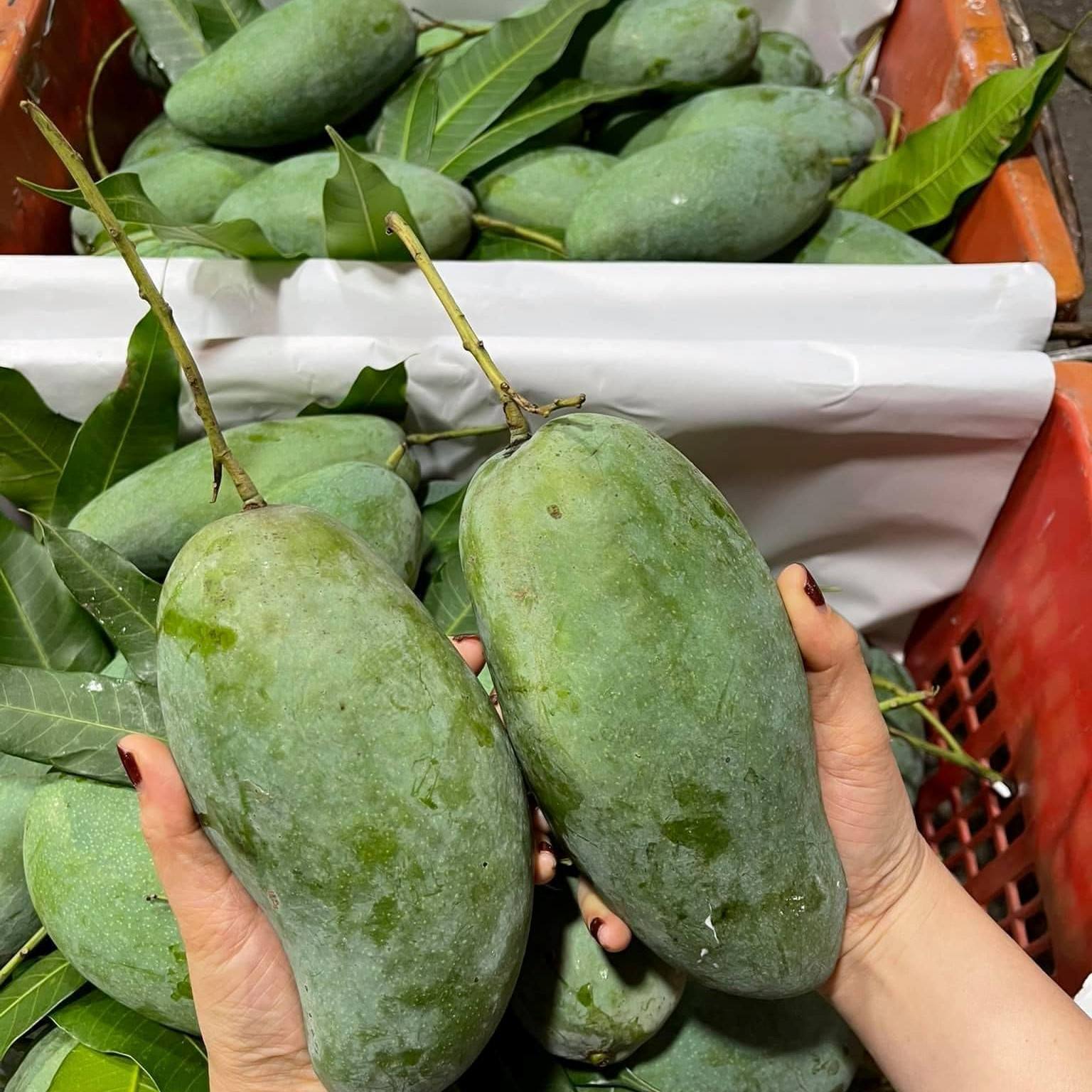 FRESH GREEN MANGO – VIETNAM | WHOLESALE & COMPETITIVE EXPORT SUPPLY 2