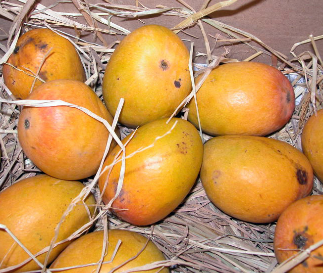 FRESH ALPHONSO MANGO – VIETNAM | AROMATIC PREMIUM TROPICAL FRUIT FOR EXPORT