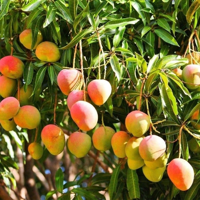 FRESH ALPHONSO MANGO – VIETNAM | AROMATIC PREMIUM TROPICAL FRUIT FOR EXPORT 2