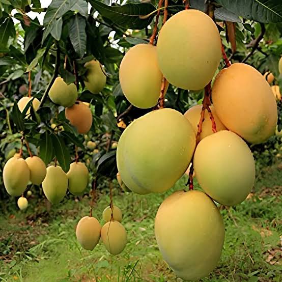 FRESH ALPHONSO MANGO – VIETNAM | AROMATIC PREMIUM TROPICAL FRUIT FOR EXPORT 3
