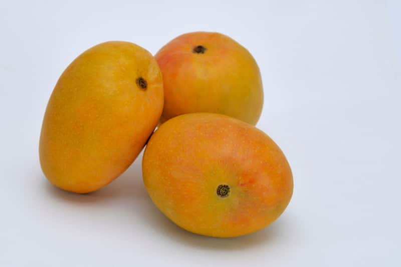 FRESH ALPHONSO MANGO – VIETNAM | AROMATIC PREMIUM TROPICAL FRUIT FOR EXPORT 4