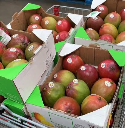 FRESH KEITT MANGO – VIETNAM | LARGE, SWEET-TANGY TROPICAL FRUIT FOR EXPORT