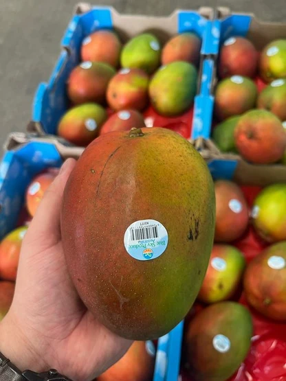 FRESH KEITT MANGO – VIETNAM | LARGE, SWEET-TANGY TROPICAL FRUIT FOR EXPORT 2