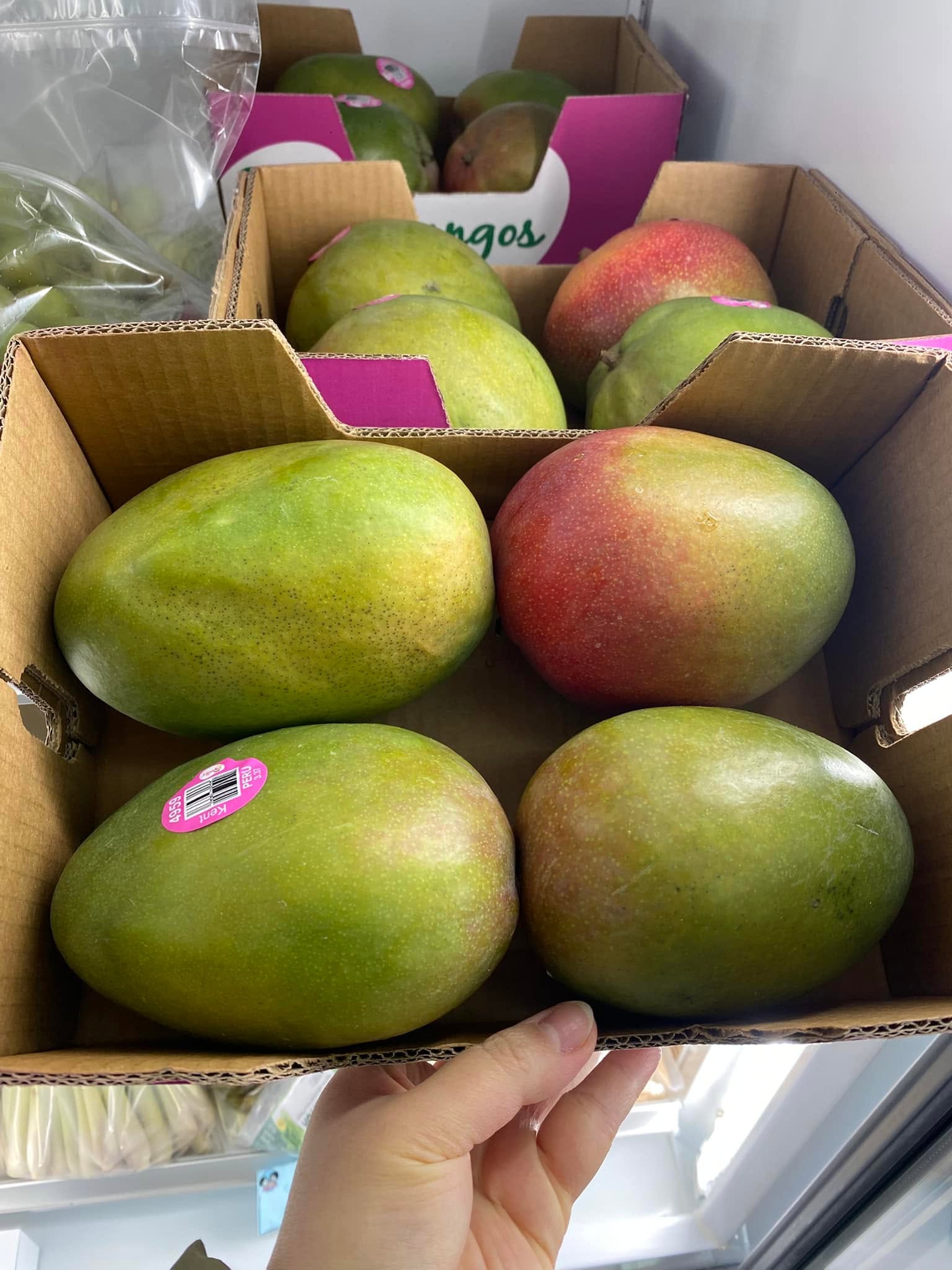 FRESH KEITT MANGO – VIETNAM | LARGE, SWEET-TANGY TROPICAL FRUIT FOR EXPORT 4