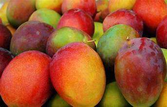 FRESH VIETNAMESE MANGO – BULK WHOLESALE | DIRECT FACTORY & CUSTOM VARIETIES 2
