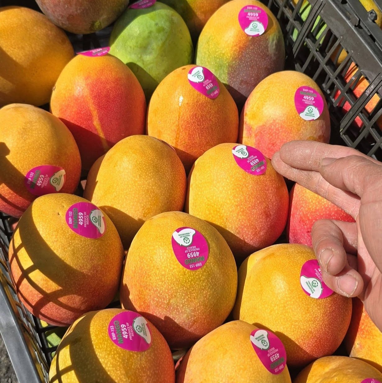 FRESH HADEN MANGO – VIETNAM | AROMATIC, SWEET-TANGY TROPICAL FRUIT FOR EXPORT