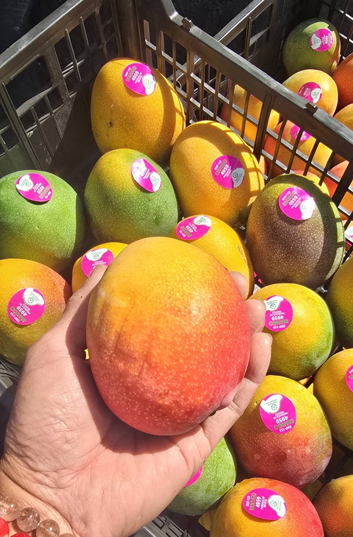 FRESH HADEN MANGO – VIETNAM | AROMATIC, SWEET-TANGY TROPICAL FRUIT FOR EXPORT 2
