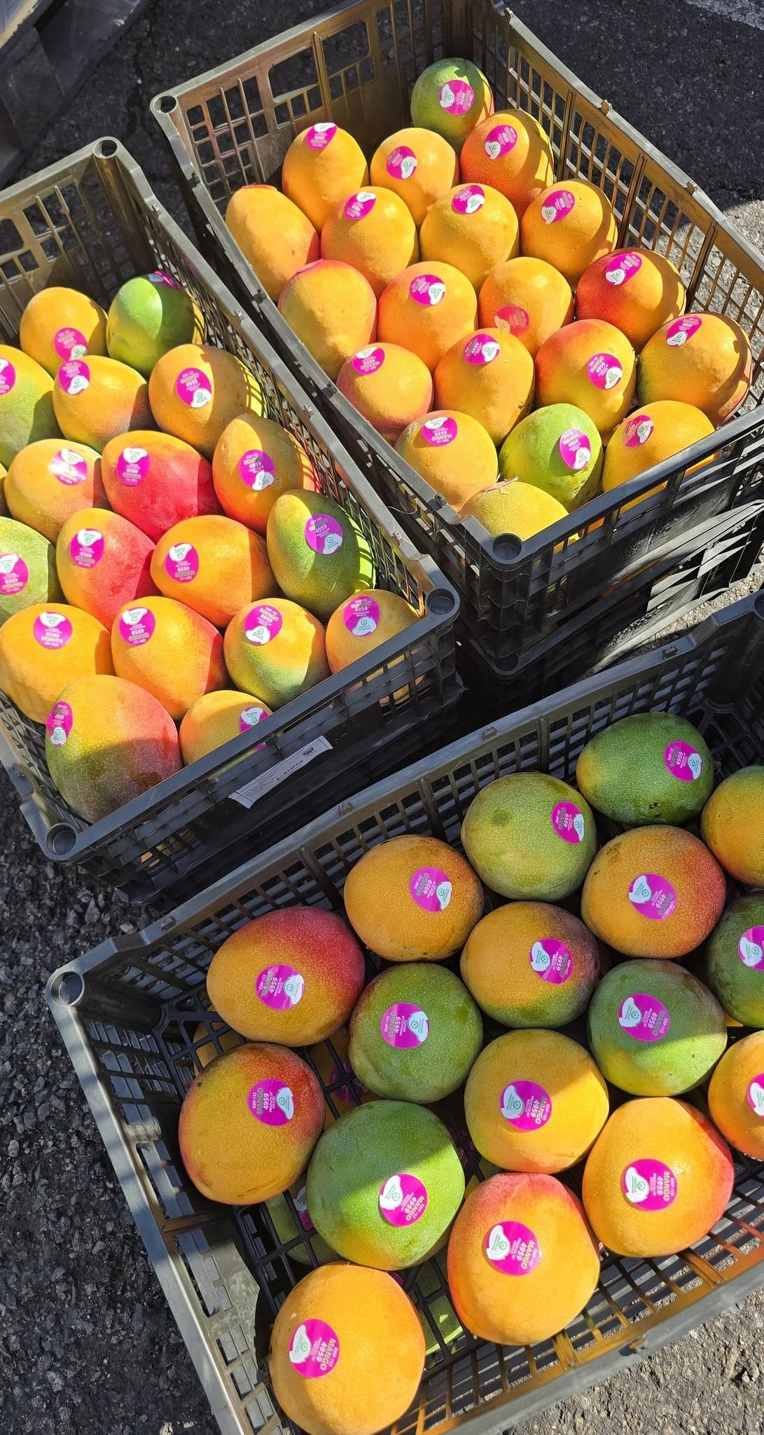 FRESH HADEN MANGO – VIETNAM | AROMATIC, SWEET-TANGY TROPICAL FRUIT FOR EXPORT 3