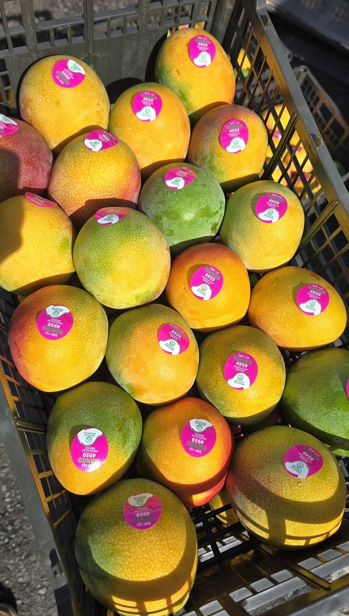 FRESH HADEN MANGO – VIETNAM | AROMATIC, SWEET-TANGY TROPICAL FRUIT FOR EXPORT 4