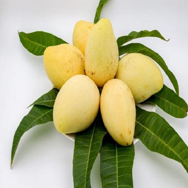 ORGANIC IQF FROZEN YELLOW MANGO – VIETNAM | WHOLE SMALL FRUIT, VACUUM-PACKED BULK SUPPLY