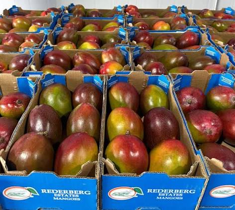 FRESH TOMMY ATKINS MANGO – VIETNAM | FIRM, AROMATIC TROPICAL FRUIT FOR EXPORT