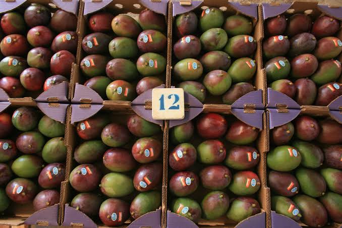 FRESH TOMMY ATKINS MANGO – VIETNAM | FIRM, AROMATIC TROPICAL FRUIT FOR EXPORT 4
