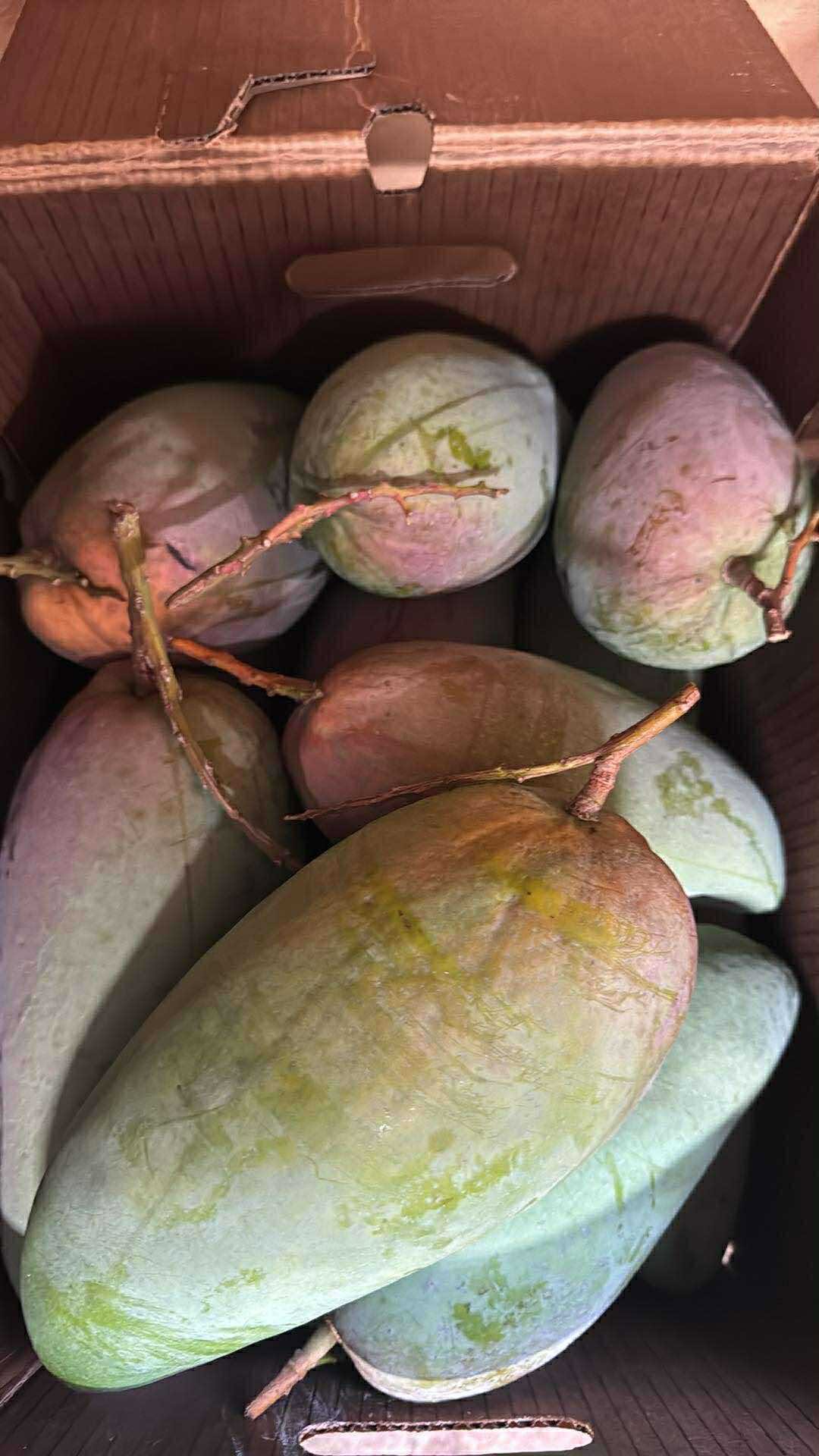 FRESH PALMER MANGO – VIETNAM | SWEET, AROMATIC TROPICAL FRUIT FOR WHOLESALE & EXPORT 2