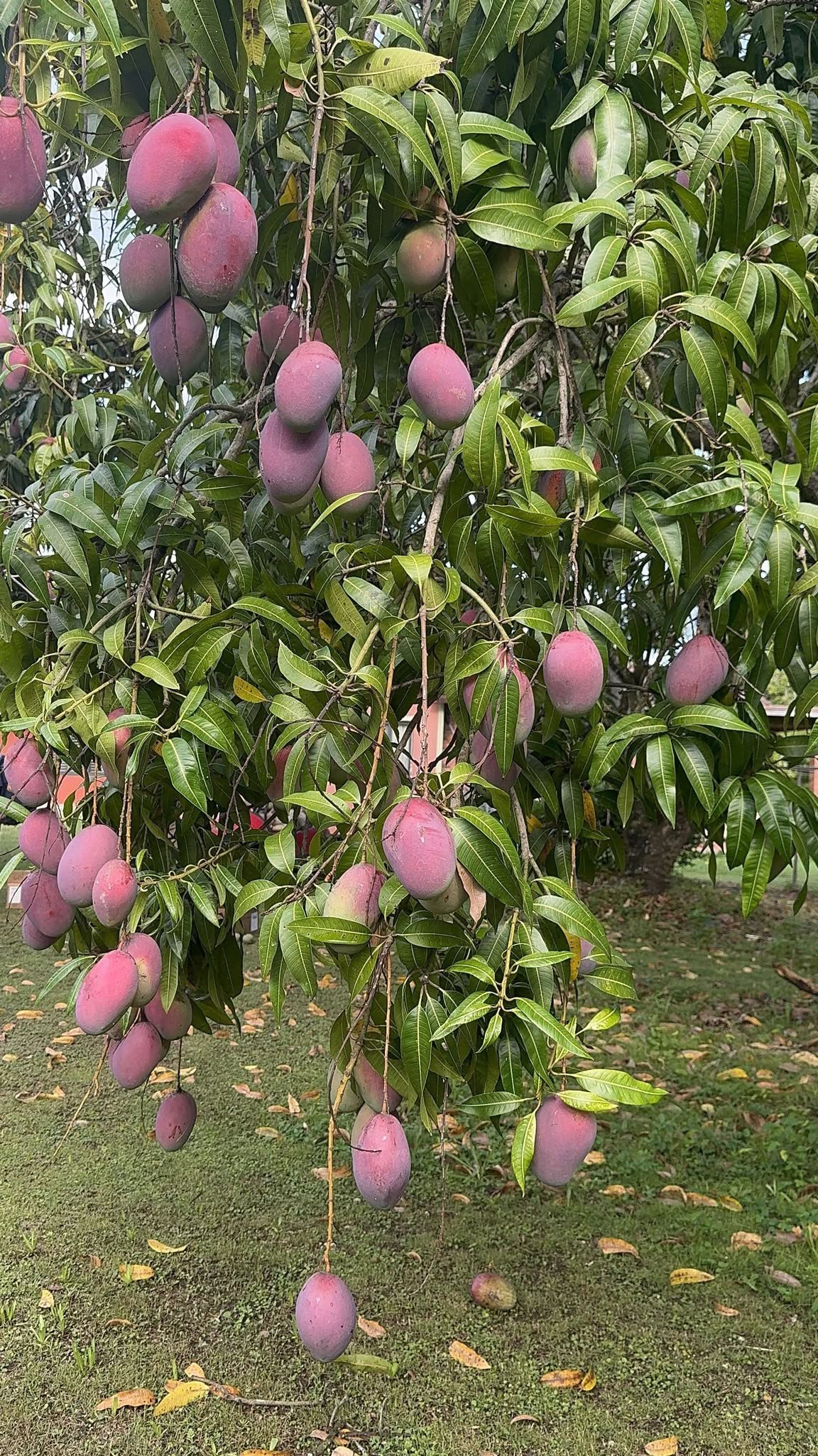 FRESH PALMER MANGO – VIETNAM | SWEET, AROMATIC TROPICAL FRUIT FOR WHOLESALE & EXPORT 3