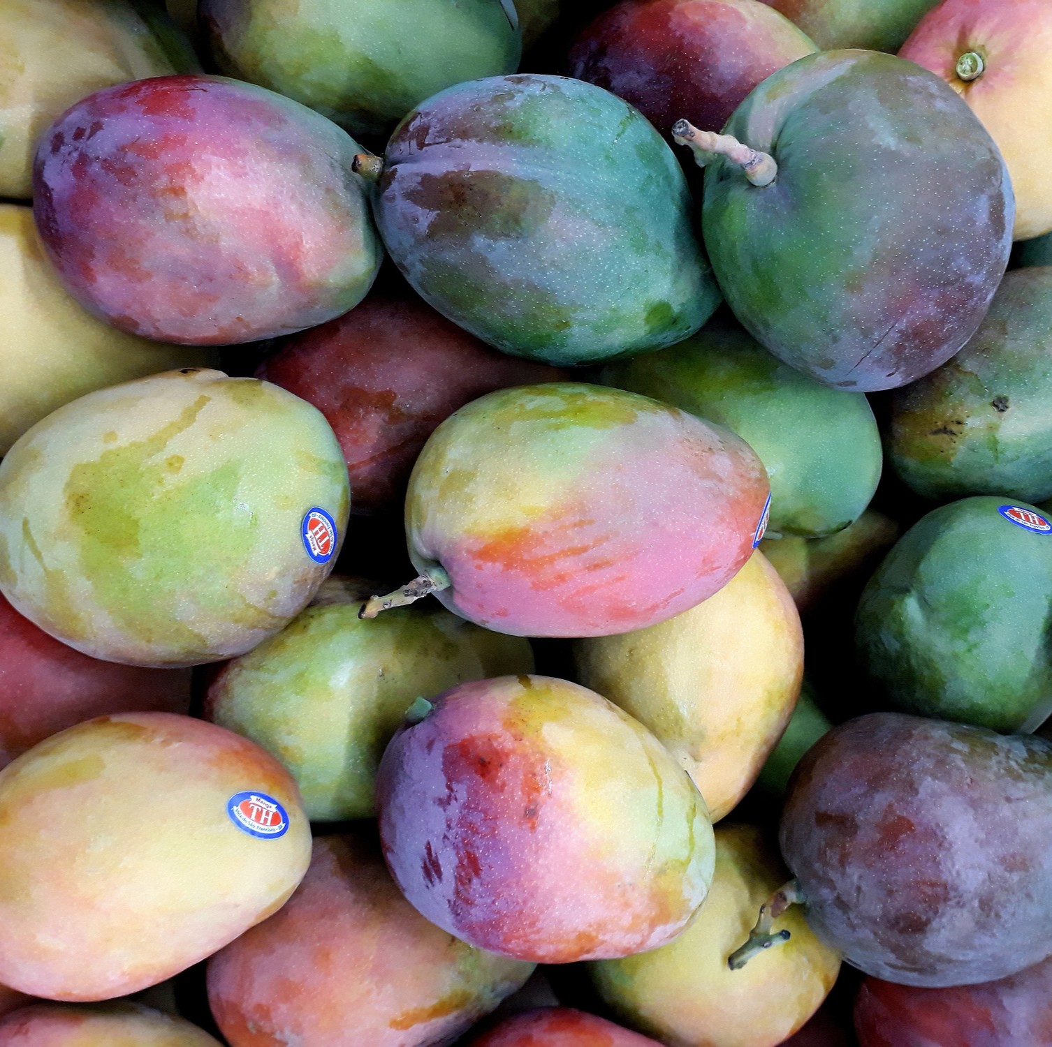 FRESH PALMER MANGO – VIETNAM | SWEET, AROMATIC TROPICAL FRUIT FOR WHOLESALE & EXPORT 4