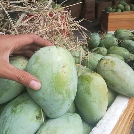 FRESH CAT TRANG MANGO – VIETNAM | SWEET-TANGY TROPICAL FRUIT FOR WHOLESALE & EXPORT