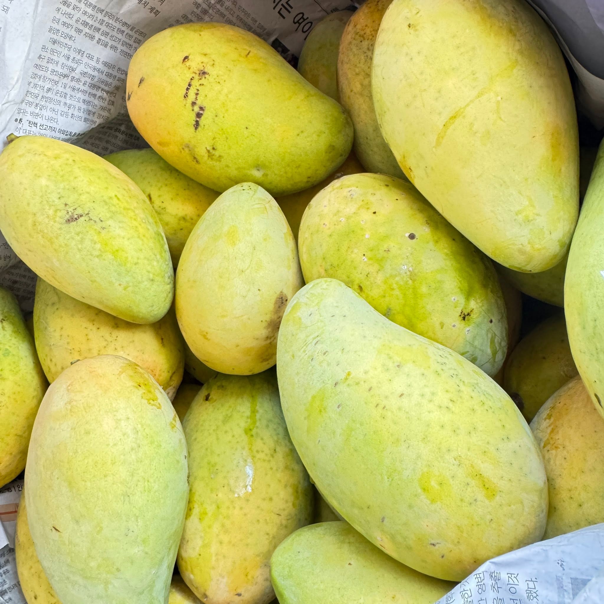 FRESH CAT TRANG MANGO – VIETNAM | SWEET-TANGY TROPICAL FRUIT FOR WHOLESALE & EXPORT 2