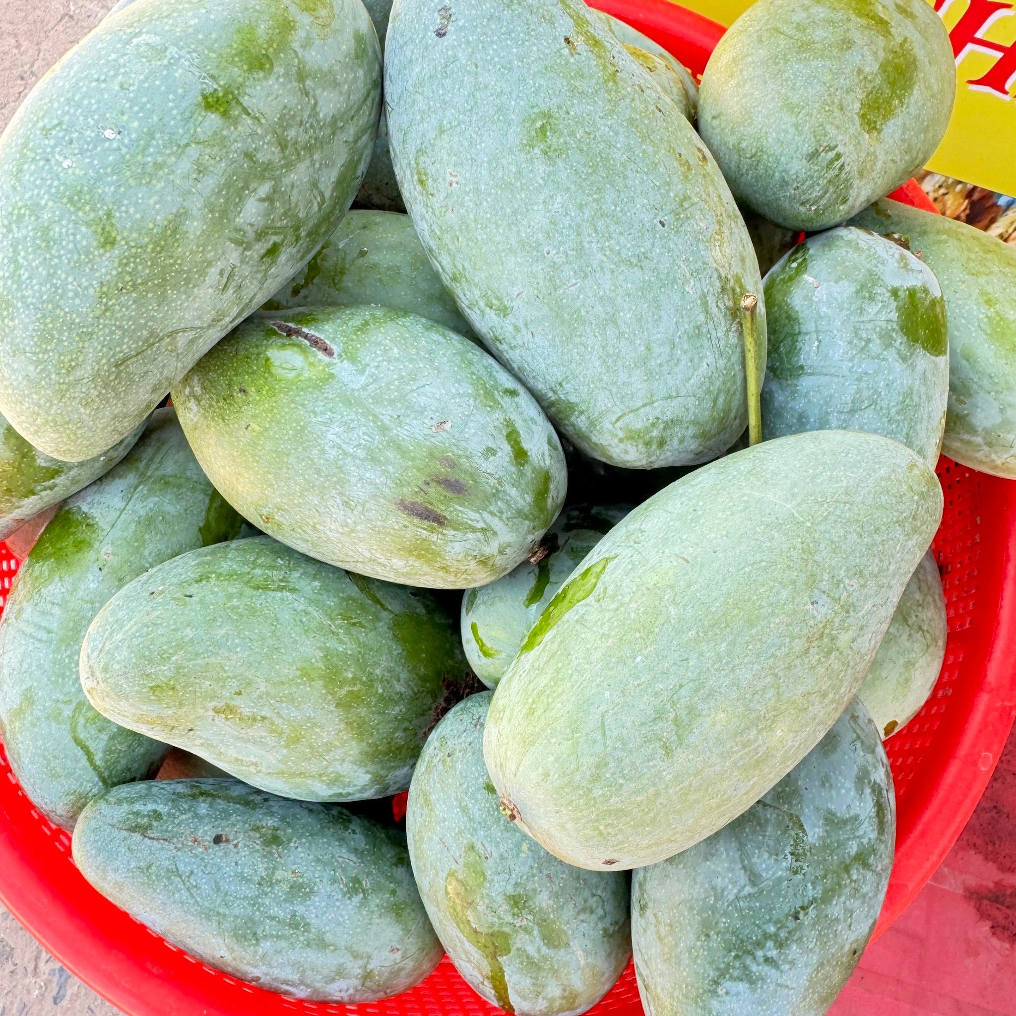 FRESH CAT TRANG MANGO – VIETNAM | SWEET-TANGY TROPICAL FRUIT FOR WHOLESALE & EXPORT 3