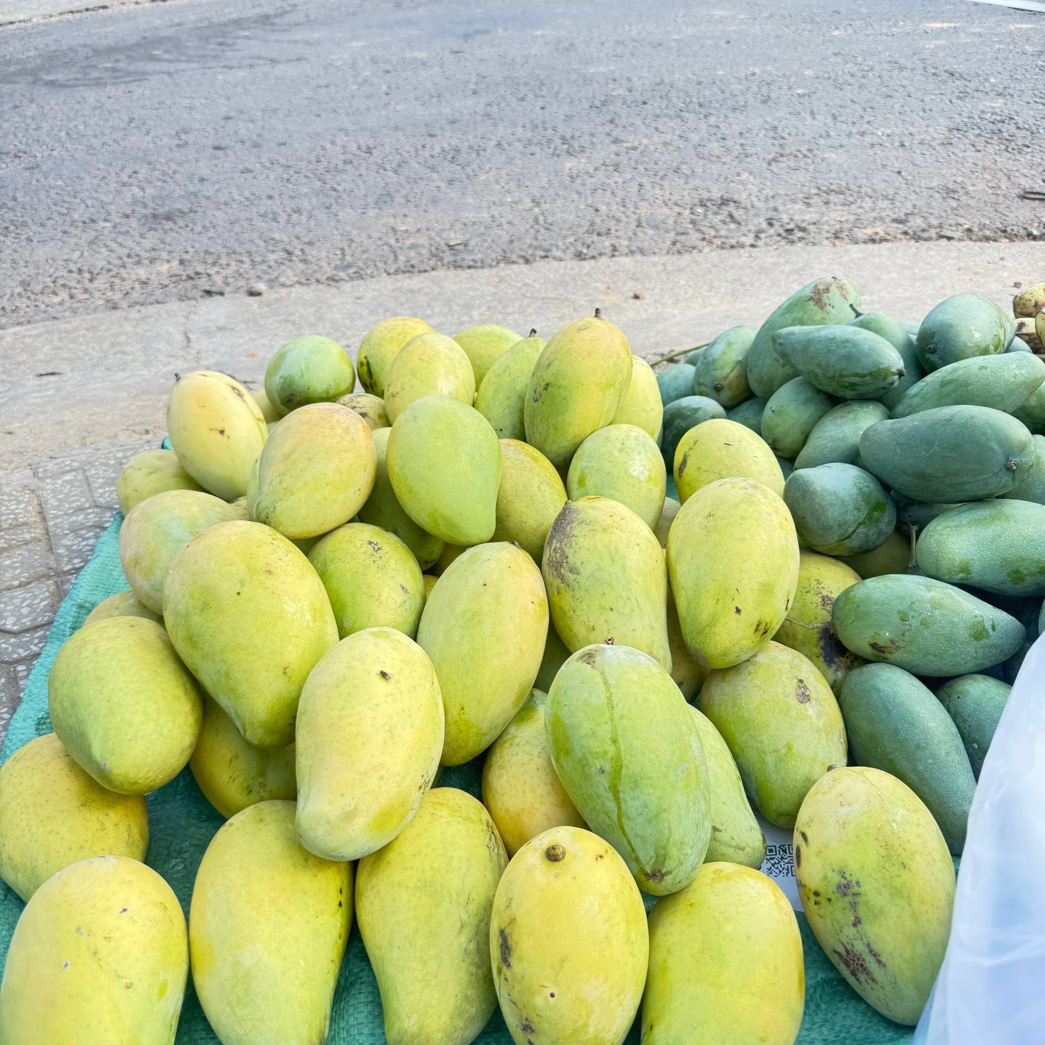 FRESH CAT TRANG MANGO – VIETNAM | SWEET-TANGY TROPICAL FRUIT FOR WHOLESALE & EXPORT 4