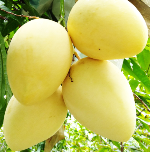 MANGO SYRUP 710ML – VIETNAM | BEVERAGE MIXING INGREDIENT FOR CAFÉS & FOODSERVICE 2
