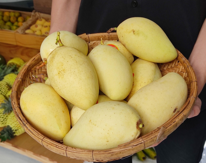 MANGO SYRUP 710ML – VIETNAM | BEVERAGE MIXING INGREDIENT FOR CAFÉS & FOODSERVICE 3
