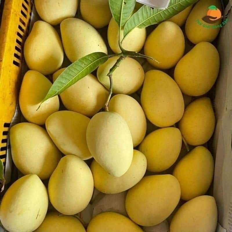 FRESH CAT VANG MANGO – VIETNAM | SWEET, AROMATIC TROPICAL FRUIT FOR WHOLESALE & EXPORT