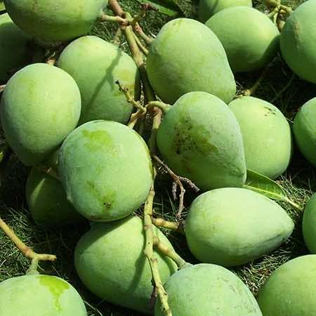 FRESH VIETNAMESE MANGO – GREEN & RIPE | WHOLESALE EXPORT TO EU & USA
