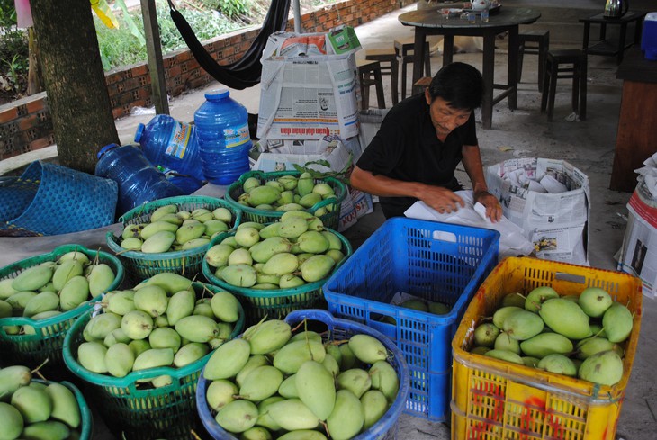 FRESH VIETNAMESE MANGO – GREEN & RIPE | WHOLESALE EXPORT TO EU & USA 2