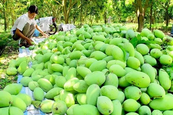 FRESH VIETNAMESE MANGO – GREEN & RIPE | WHOLESALE EXPORT TO EU & USA 3