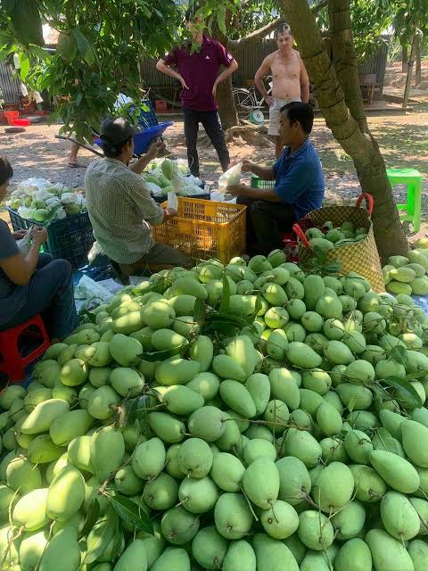 FRESH VIETNAMESE MANGO – GREEN & RIPE | WHOLESALE EXPORT TO EU & USA 4
