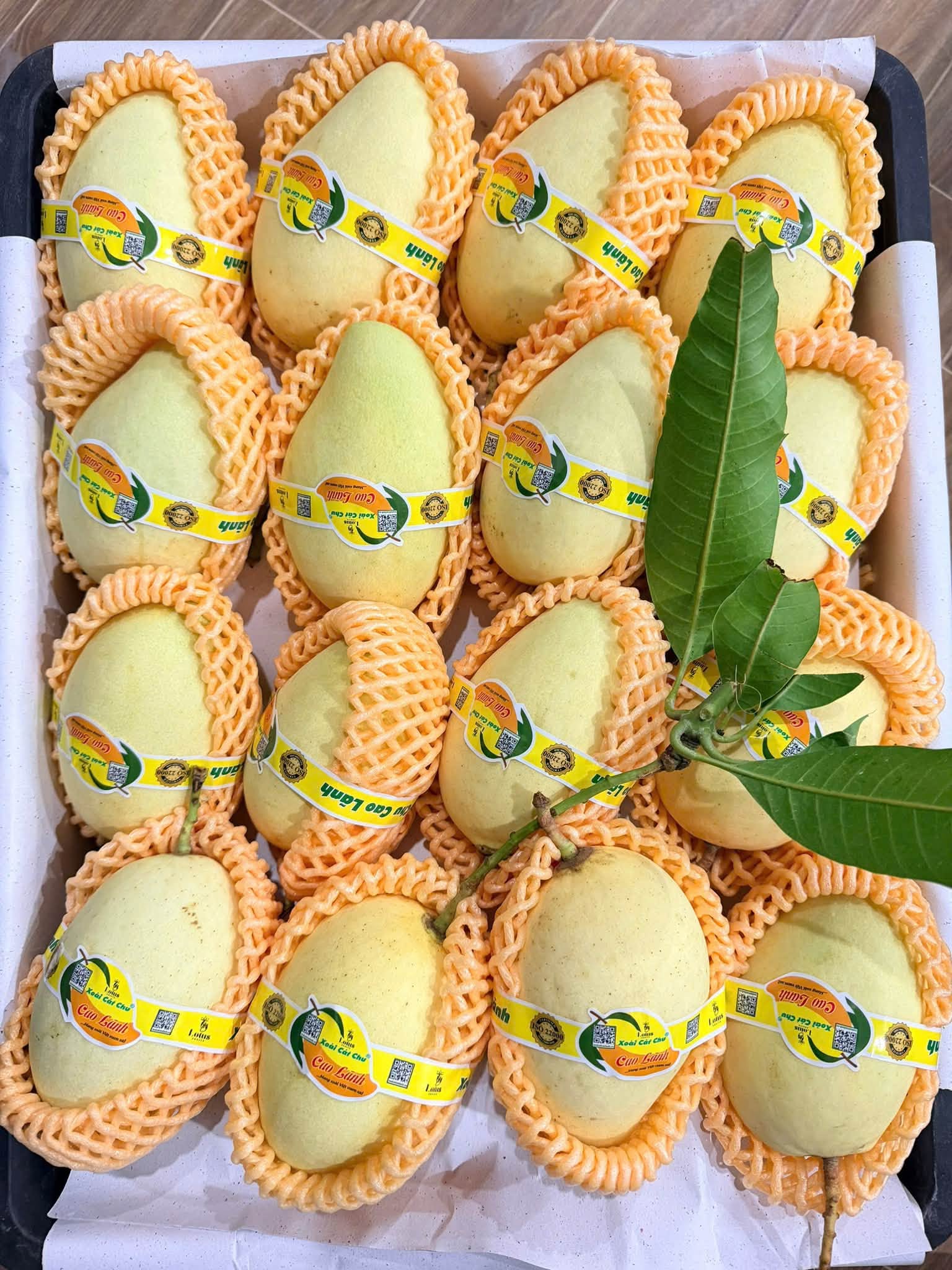 ORGANIC YELLOW MANGO – VINH PHUC, VIETNAM | EXPORT SUPPLY