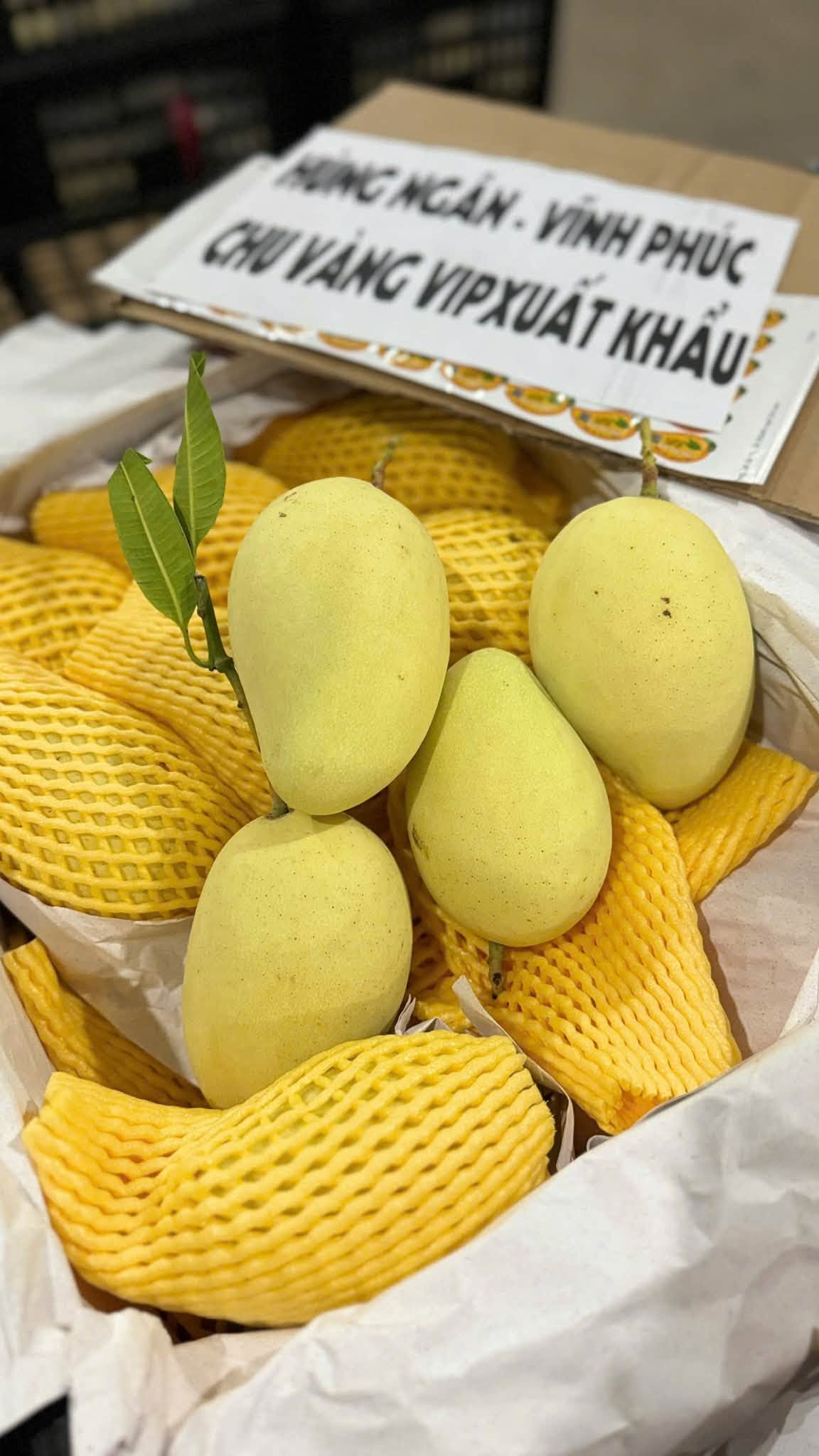 ORGANIC YELLOW MANGO – VINH PHUC, VIETNAM | EXPORT SUPPLY 2
